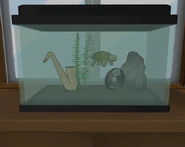 Tatoro in his tank. May 6th, 2016.