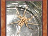 Collected Wolf Spider