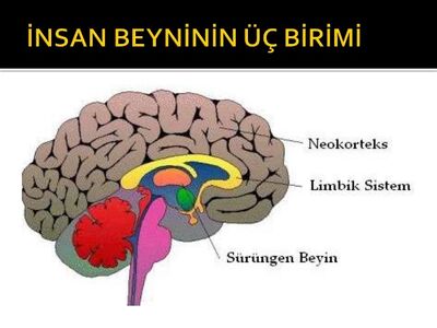 Limbik-sistem-3-638.jpg