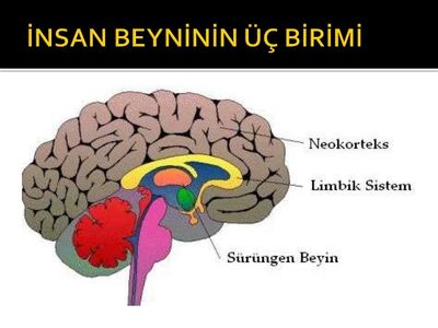 Limbik-sistem-3-638