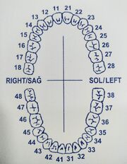 Ağız diş formu 32 diş