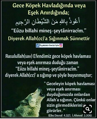 Kopek Yenisehir Wiki Fandom