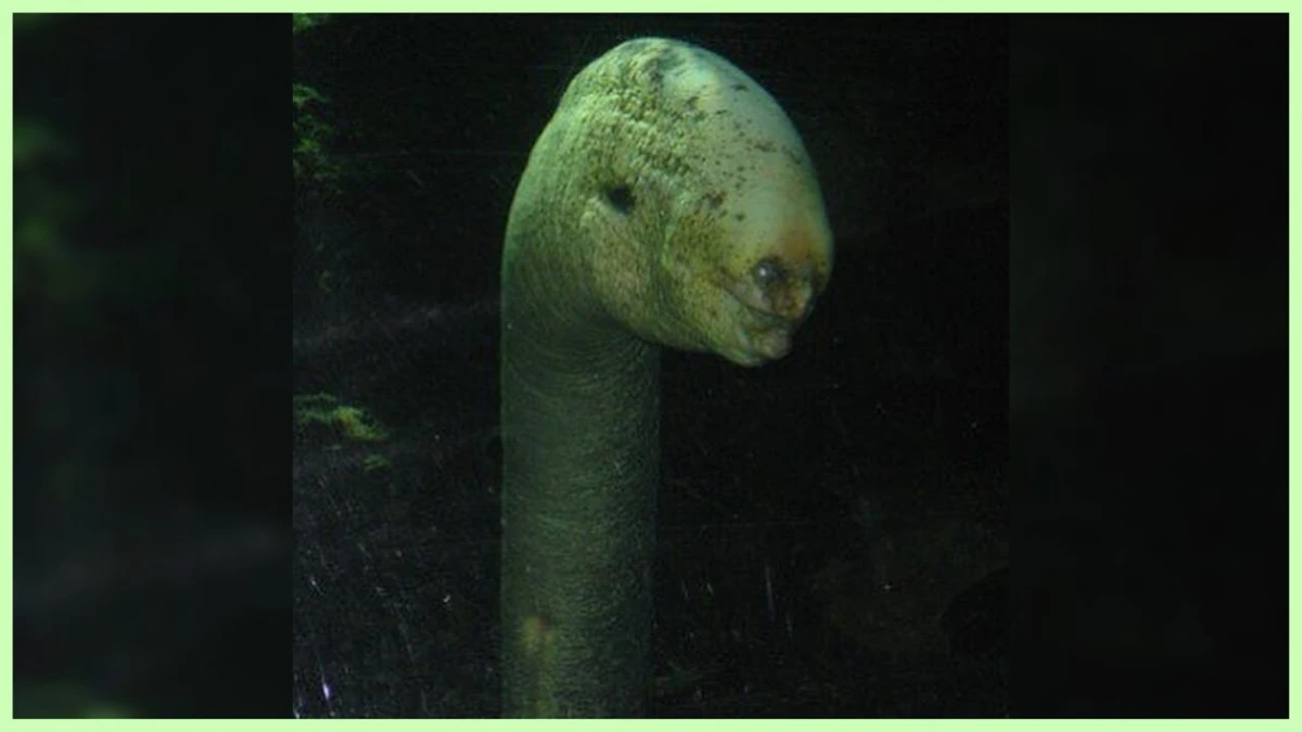The Lake Baikal Serpent | FearFic Wiki | Fandom