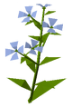 Flax Plant