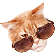 nilesyCoolcat