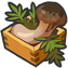Matsutake