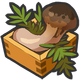 Matsutake