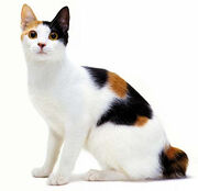 Japanese-bobtail