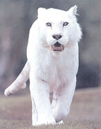 1052~Pure-White-Tiger-Posters