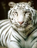 Whitetiger