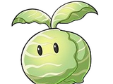 Cabbage