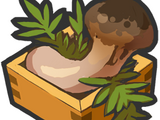 Matsutake