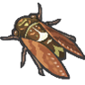 Brown Cicada