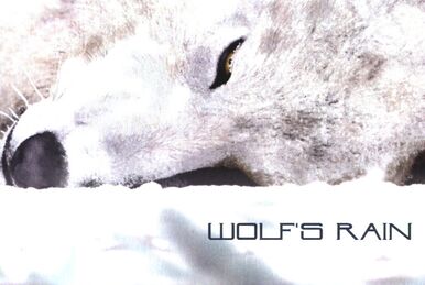 未開封　「WOLF'S RAIN」/菅野よう子 Wolf's Rain - Album by 菅野よう子 - Apple Music