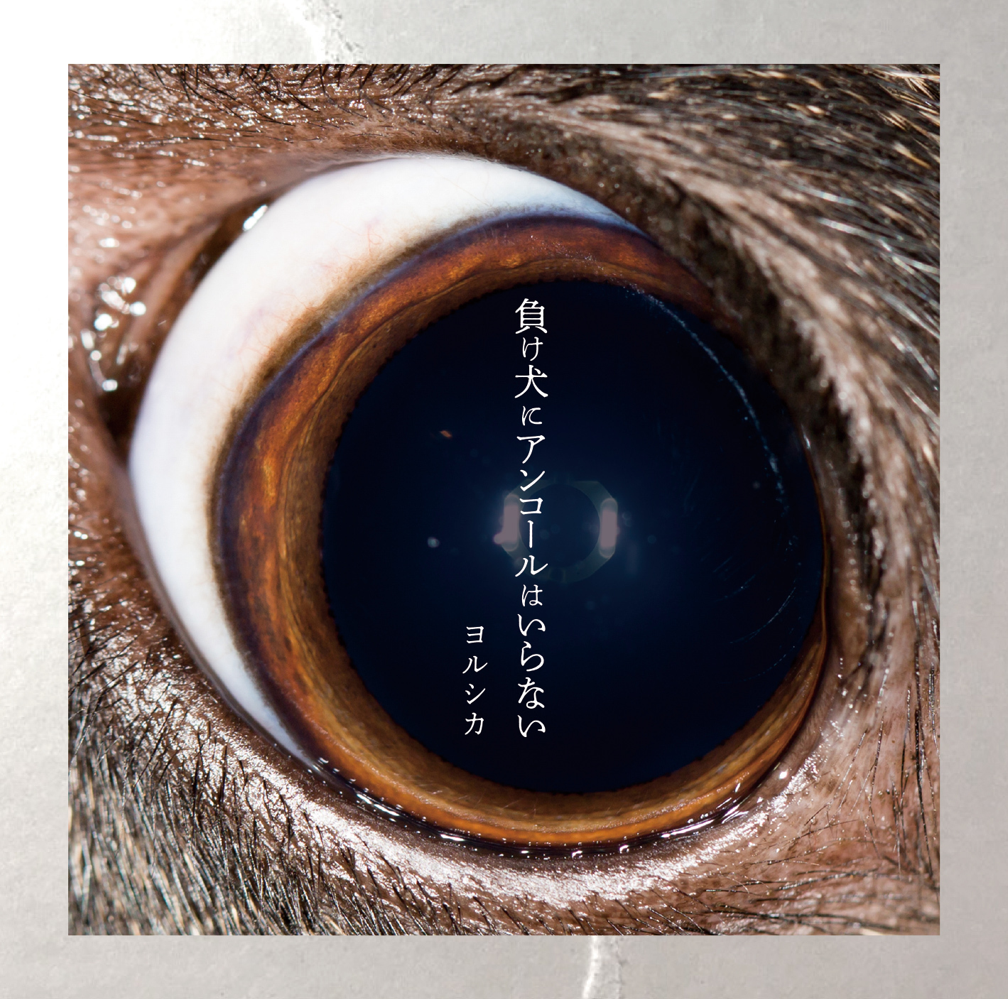 Underdog (Track) | Yorushika Wiki | Fandom
