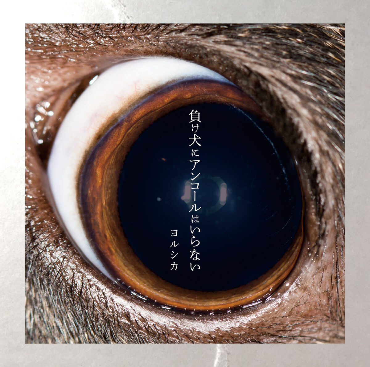 Underdog (EP) | Yorushika Wiki | Fandom Underdog (EP) | Yorushika Wiki | Fandom