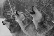 Wolves-howling
