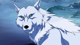 Wolf