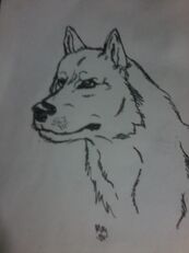 Wolf1