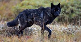 Mackenzie-Valley-wolf-black-colour-morph-side-view