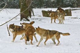 Fight In Wolf Pack by amrodel-1-