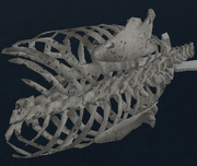 Ribcage image