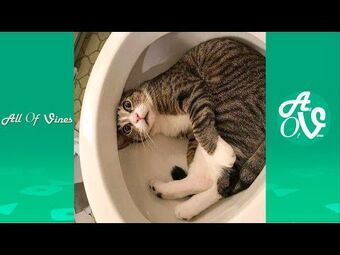 Funniest discount vines 2021