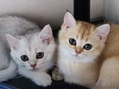 Großaufnahme von zwei Katzen, die den Betrachter anblicken. Die linke hat grau-weißes Fell und den Kopf etwas gesenkt, die rechte hat rot-braunes Fell.