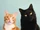 Cole and Marmalade