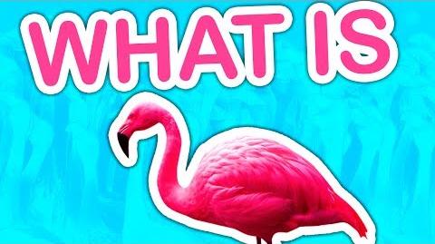 Flamingo Wikitubia Fandom - flamingo song roblox gallery