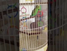Felix_the_dancing_budgie