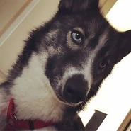 Samson The Savage "Sam"