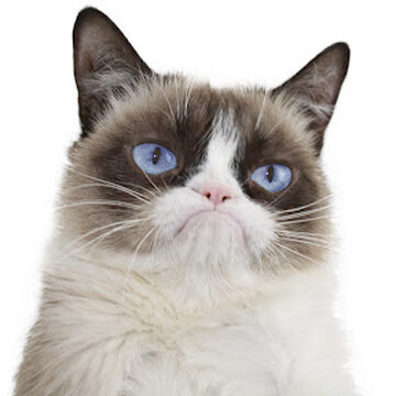 Real Grumpy Cat Wikitubia Fandom