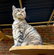 Chris and Danielle's cat Bella in the new catio