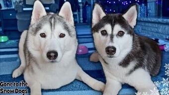 what are the names of the dogs in snow dogs