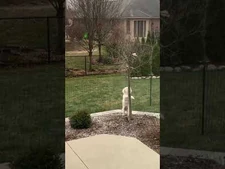 My_Cute_Dog_Tries_To_Get_Piece_Of_Bread_Out_Of_Tree