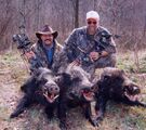 The image of the pigs that Meat used on their YouTube account comes from a Florida newsletter created in 2006. The image shows hunted feral pigs, courtesy of Florida SART. The description of the photo is "According to APHIS Wildlife Services, regulated hunting is not controlling Florida’s exploding population of feral hogs."[5]