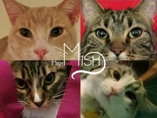 We_Are_MishMish