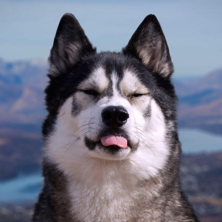 K'eyush The Stunt Dog | Wikitubia | Fandom