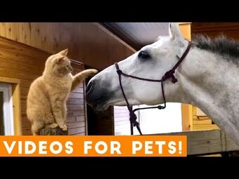 Funny Pet Videos Wikitubia Fandom