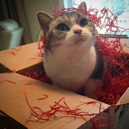 Jellie, Scar's cat, causing mischief