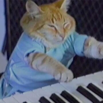 Cat plays keyboard deals