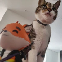 Fundy's cat with his Youtooz figurine.