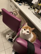 YaGurlShelly 2h.jpg (389 KB) Mochi and Pipo sitting