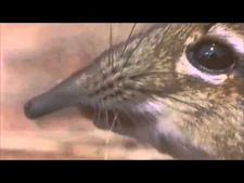 Take_a_closer_look_at_that_snout.jpg