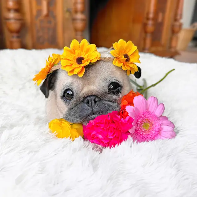 Loulou the Pug Wikitubia Fandom