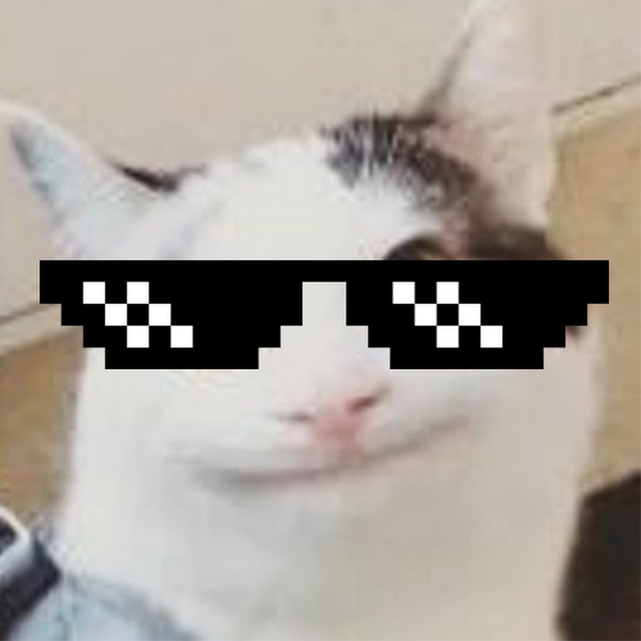beluga the meme cat has passed away in 2020｜TikTok Search