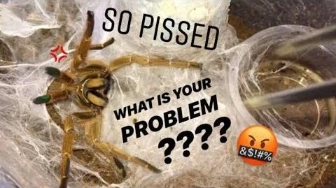 Exotics Lair Wikitubia Fandom