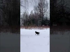 Dog_walking_funny_in_a_deep_snow_🤣