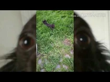 Trex_is_water_hunter